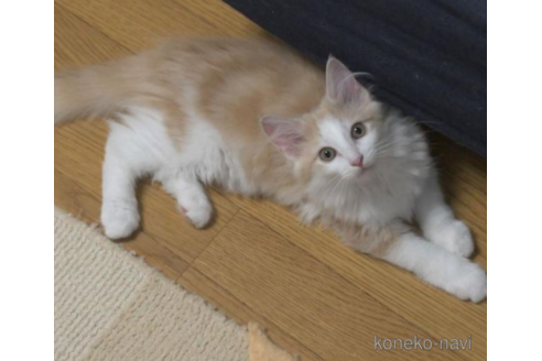 成約済の茨城県のノルウェージャンフォレストキャット-30966の2枚目